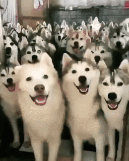 犬がどうして可愛いのか真剣に考察するトピ