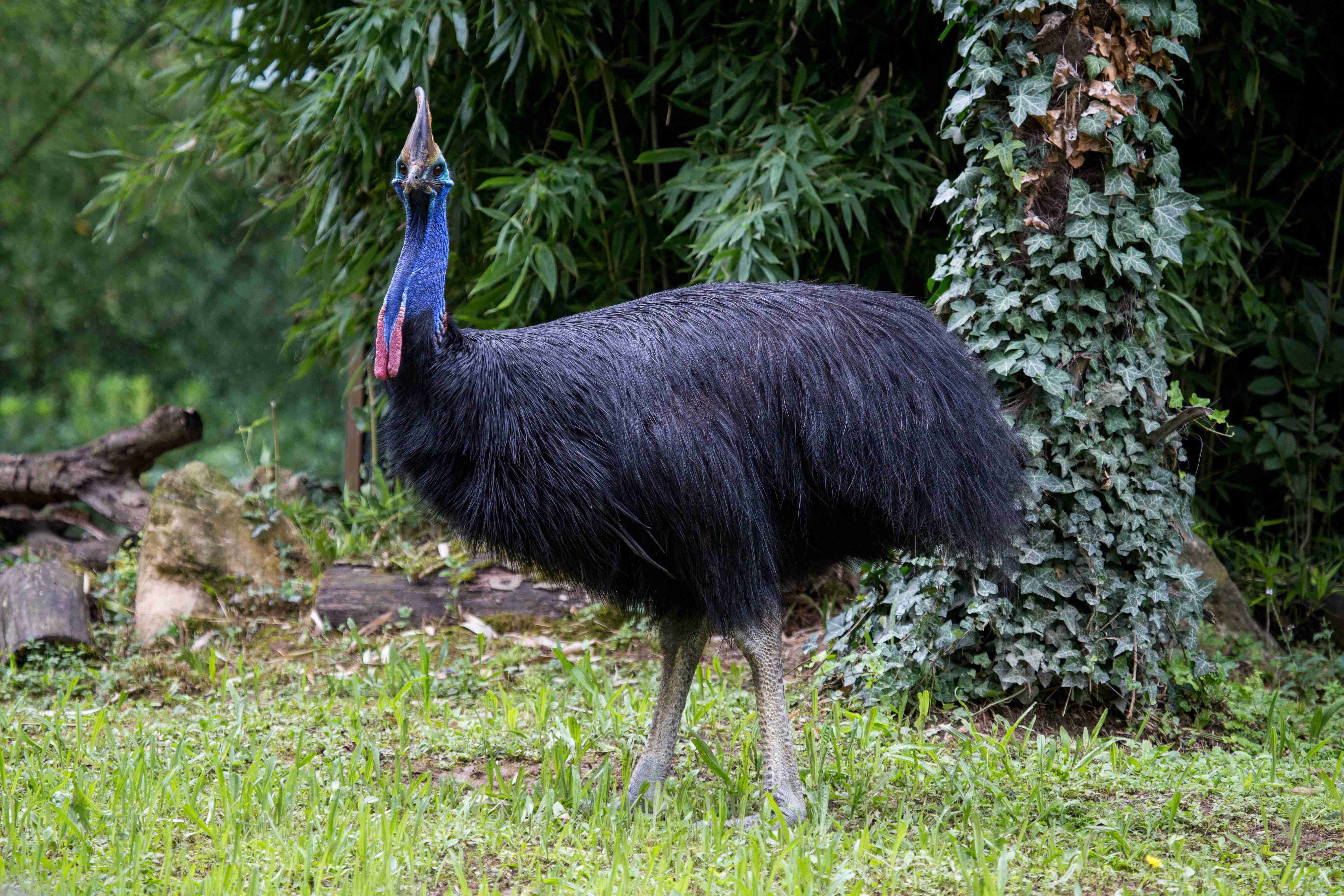 「世界一危険な鳥」に飼い主襲われ死亡　フロリダ | ハフポスト