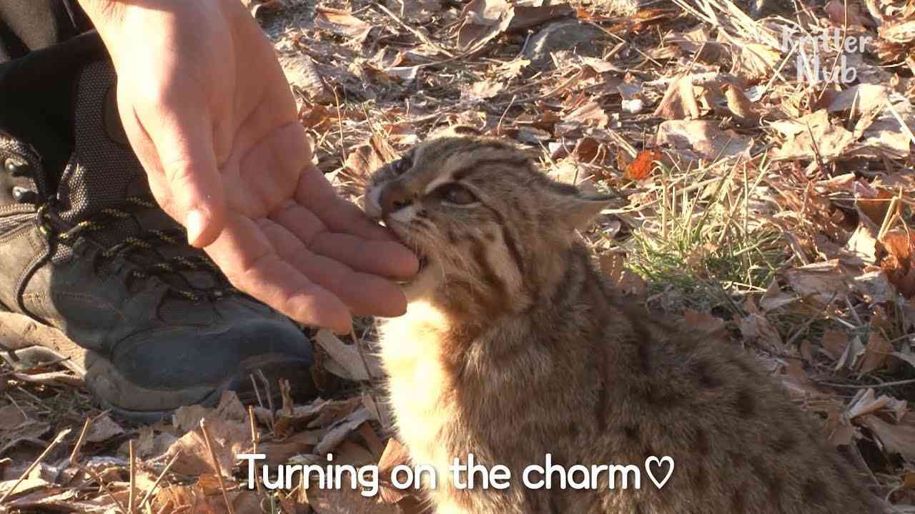 Cute Leopard Cat Needs To Return To The Wild | Kritter Klub - YouTube