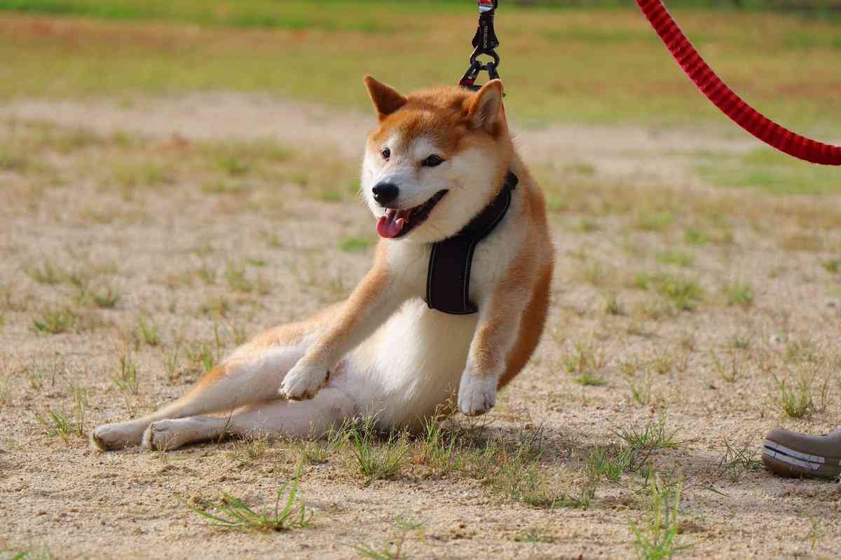 テキト-だと思った画像を貼るトピ