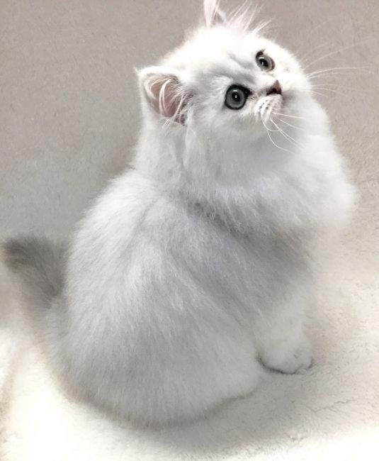 【可愛い】チンチラ猫ちゃんの画像を貼るトピ【美しい】