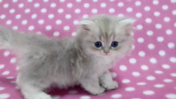 【可愛い】チンチラ猫ちゃんの画像を貼るトピ【美しい】