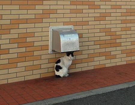 雨宿りしている動物画像ください