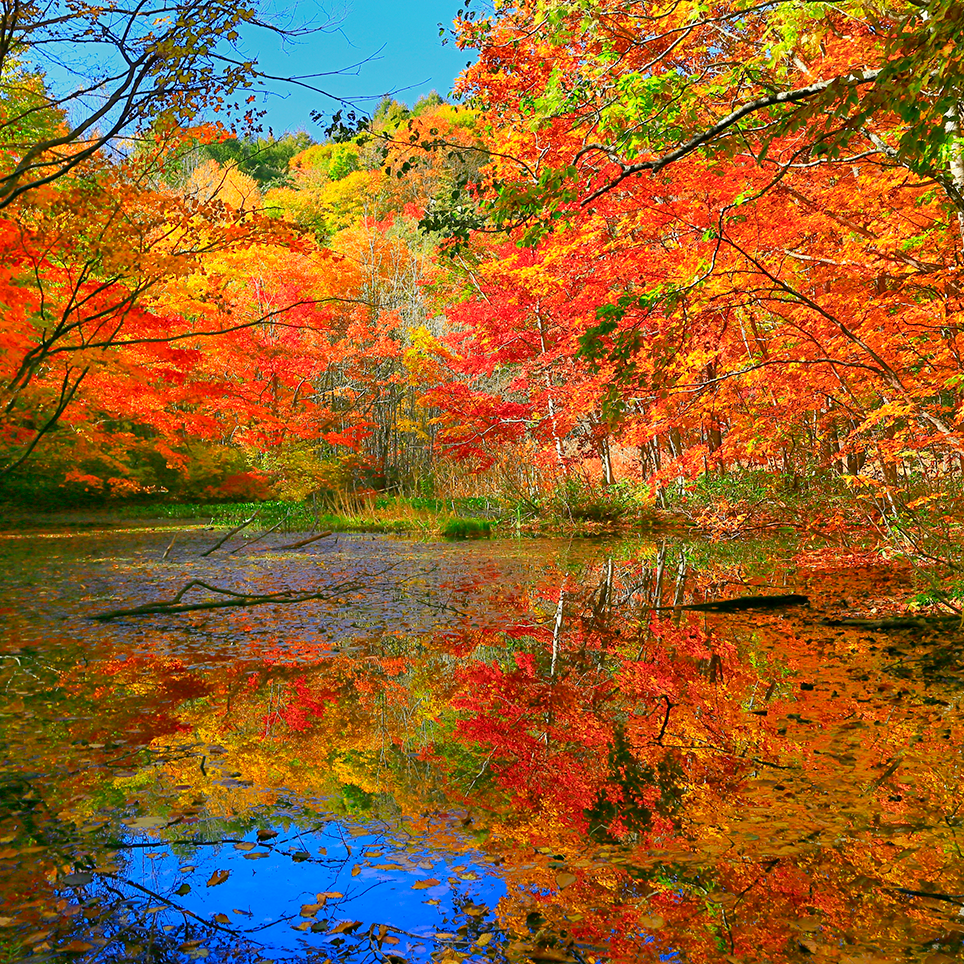 【画像】いろいろな紅葉(こうよう)の集まるトピ