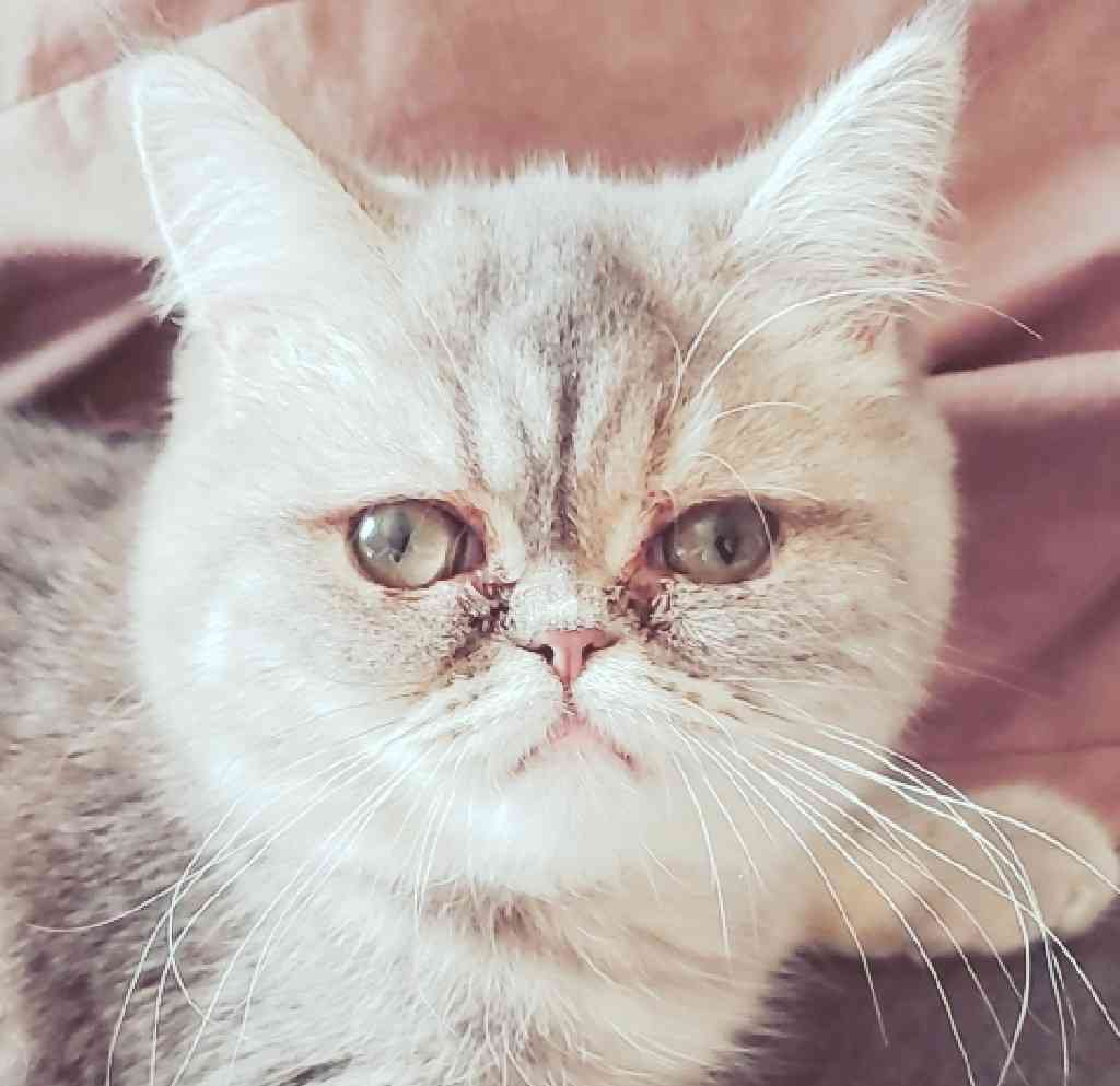 今 飼ってる ペットを紹介するトピ！