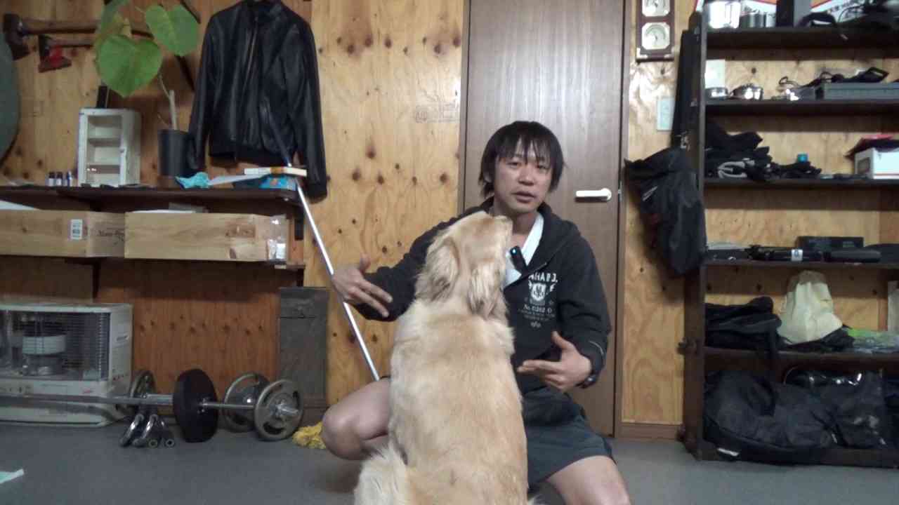 基本的な犬の叱り方：ゴールデンはこれだけでも十分だと思う - YouTube