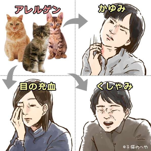 猫アレルギー完全ガイド～症状や原因から対策・予防法まで | 子猫のへや