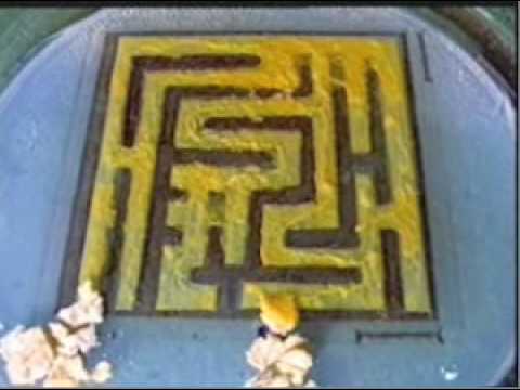 Slime mold solving a maze in the lab - YouTube