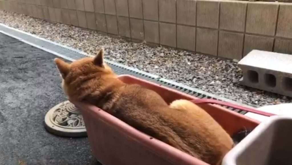 柴犬がプランターでくつろぐ動画に「ピッタリはまってる」「プランター風呂」の声 ｜ ガジェット通信 GetNews