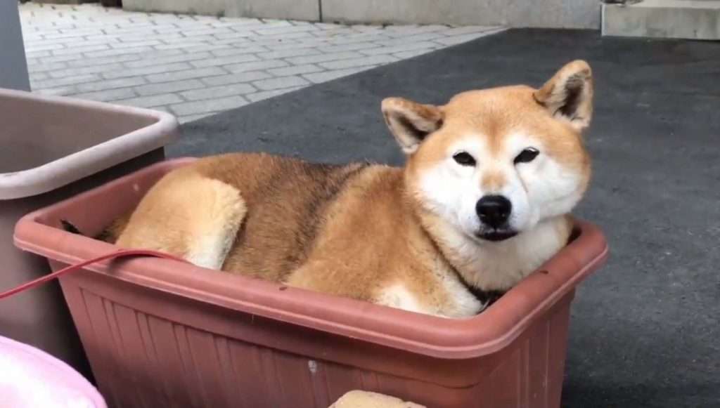 柴犬がプランターでくつろぐ動画に「ピッタリはまってる」「プランター風呂」の声