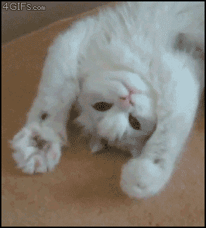 【可愛い】チンチラ猫ちゃんの画像を貼るトピ【美しい】