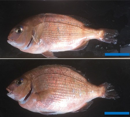 ゲノム食品、年内にも食卓へ＝安全審査、表示義務なく-消費者に懸念も