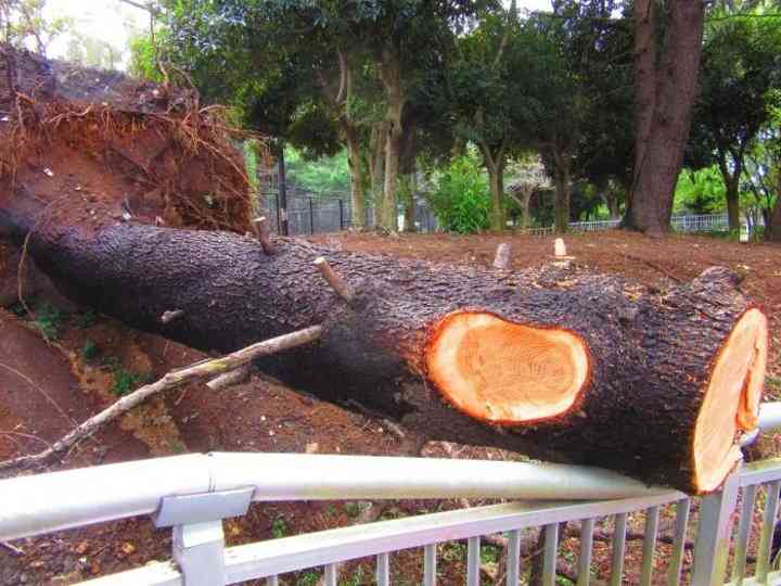 韓国大企業など、台風被害の日本を「支援しない」方針固める...｜レコードチャイナ