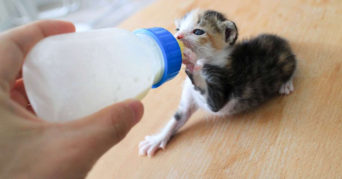 息子が猫アレルギーになり保護猫ボランティアを辞めた母の苦悩 | 医療ジャーナリスト 木原洋美「夫が知らない 妻のココロとカラダの悩み」 | ダイヤモンド・オンライン