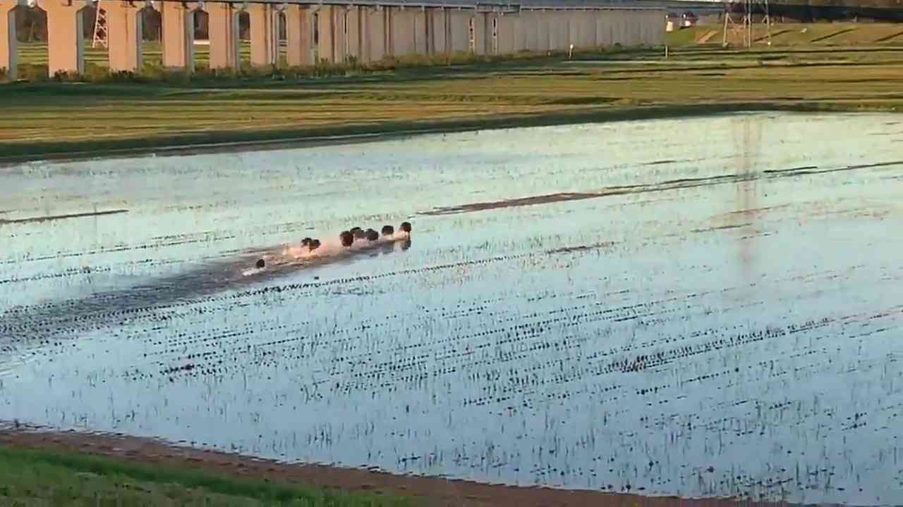 大量のイノシシが増水した利根川から避難してた！！ 台風19号 - YouTube