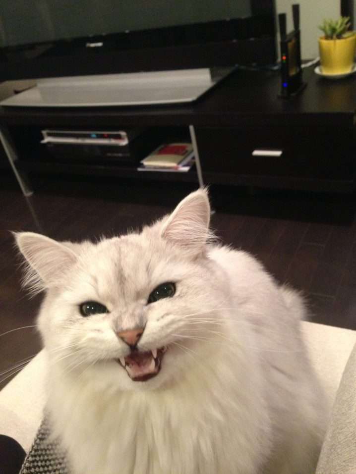 【可愛い】チンチラ猫ちゃんの画像を貼るトピ【美しい】