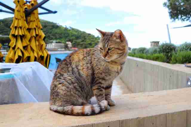 猫が脱走してしまったときの対処法は？猫を拾ったら返さないといけないの？  –  ねこしるべ
