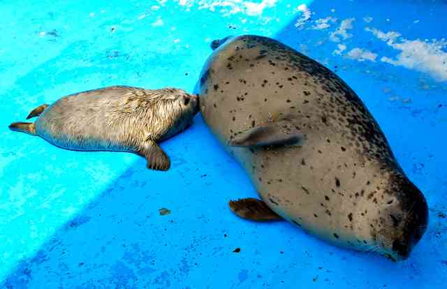 死産のアザラシ、別の赤ちゃんを「略奪」　異例の子育て