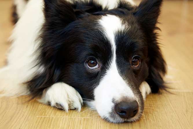 大型犬が好きな人