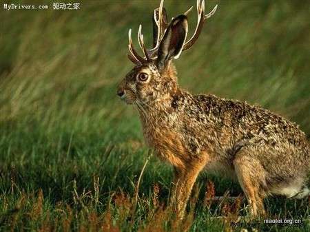 絶滅した動物の画像を貼るトピ