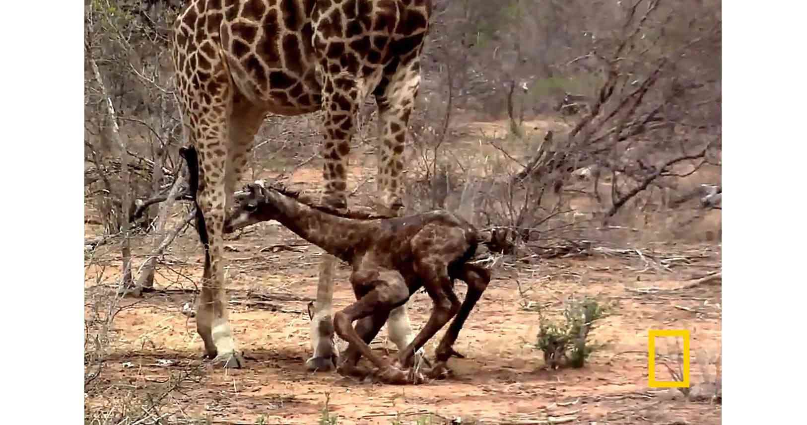 愛らしいキリンの赤ちゃんの奮闘　実は生死の分かれ目｜ナショジオ｜NIKKEI STYLE