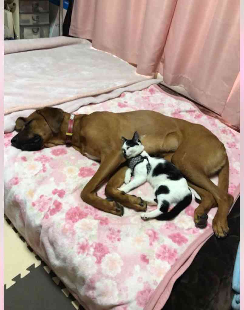 母親に捨てられたキリンの赤ちゃんが犬に甘える(南ア)