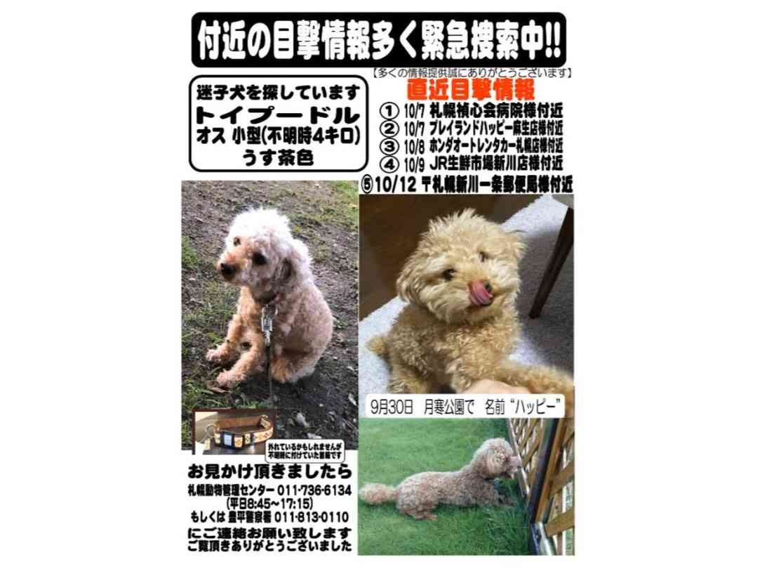 【札幌市西区手稲区】月寒公園から連れ去りトイプードル「ハッピー」未だ見つからず！最新目撃情報は？（2019/11/02）） | 号外NET 札幌市西区・手稲区