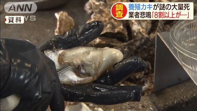 養殖カキが謎の大量死…多い所で8割以上も　三重県