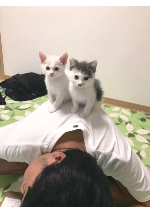 サンシャイン池崎　保護猫２匹との溺愛生活にフォロワー46万人（FRIDAY） - Yahoo!ニュース