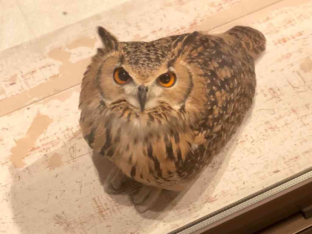 【画像】宅配のお兄さんに『変わった猫ですね』と言われたフクロウがこちらです