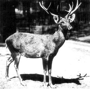絶滅した動物の画像を貼るトピ