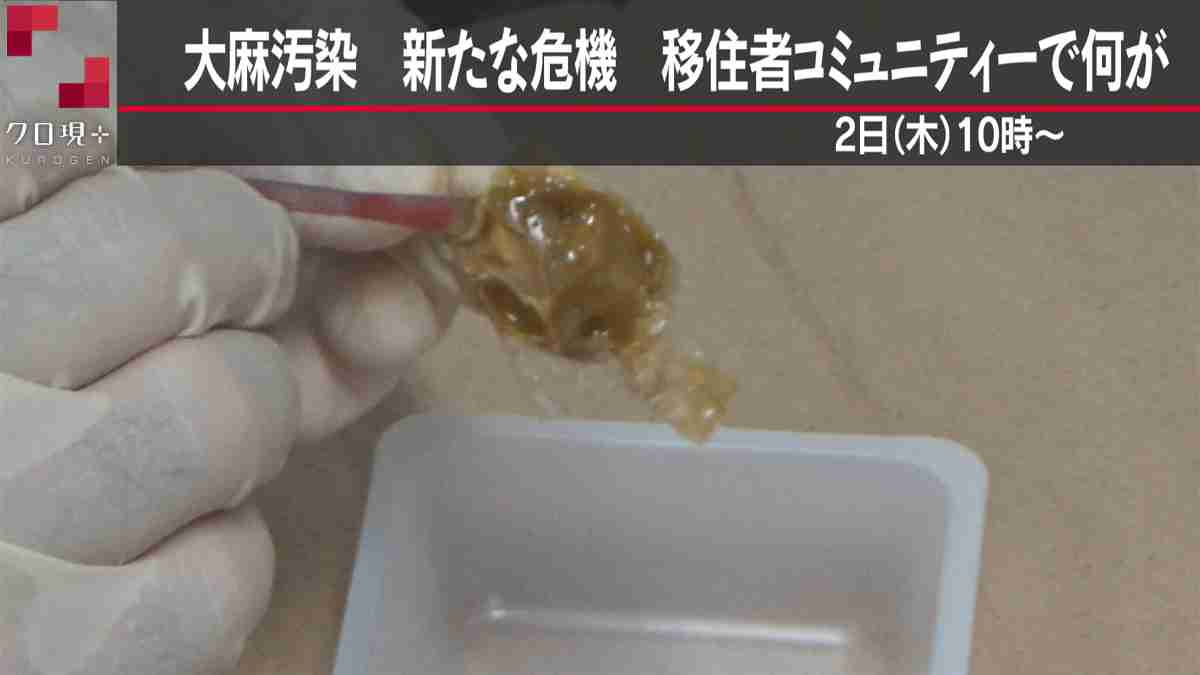大麻汚染　新たな危機　移住者コミュニティーで何が - NHK クローズアップ現代＋
