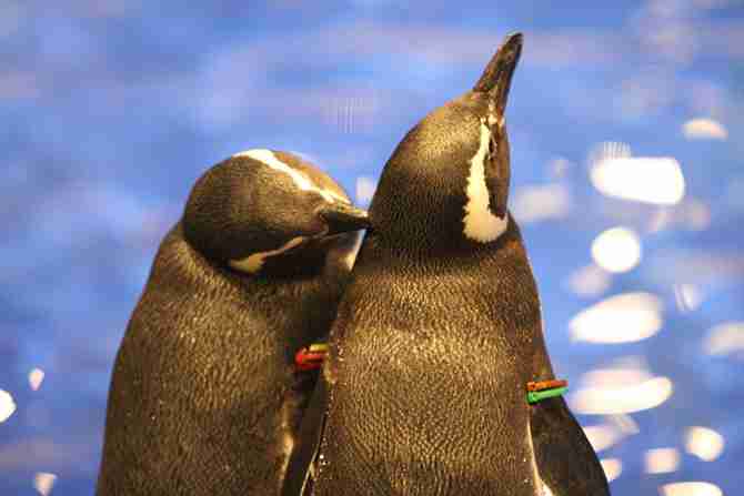 略奪愛、浮気、三角関係…ペンギン界の恋愛事情が人間並みにスゴい【東京】