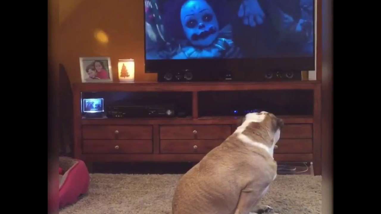 Khaleesi The Bulldog Reacts To “IT” (2017) - YouTube