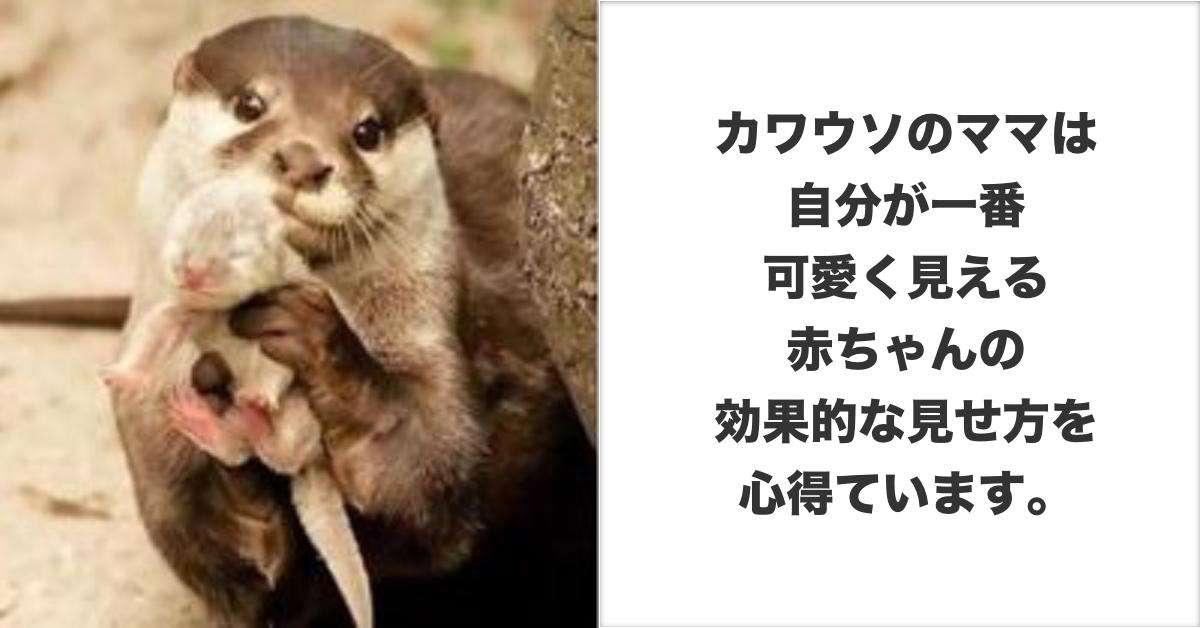 動物達の意外な可愛い事実に胸キュン、知る人ぞ知る豆知識。