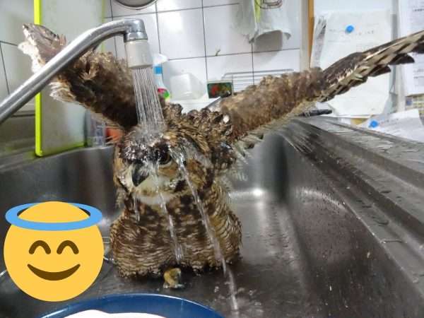 なんてもふもふした食器なんだ… 洗い物を始めようとしたらシンクに飛んできたフクロウさんが楽しそう
