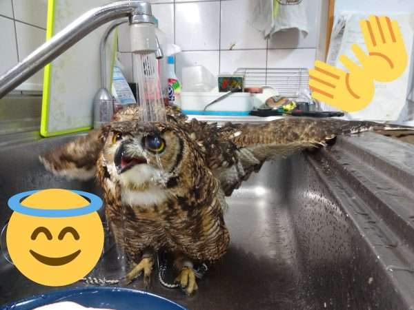 なんてもふもふした食器なんだ… 洗い物を始めようとしたらシンクに飛んできたフクロウさんが楽しそう