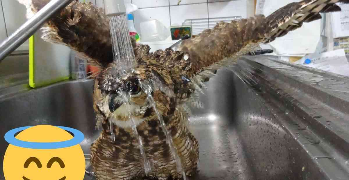なんてもふもふした食器なんだ… 洗い物を始めようとしたらシンクに飛んできたフクロウさんが楽しそう - トゥギャッチ