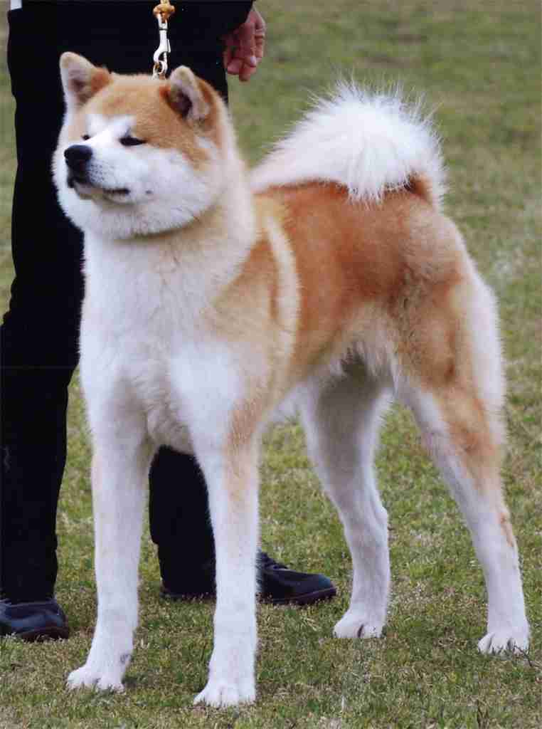 大型犬が好きな人