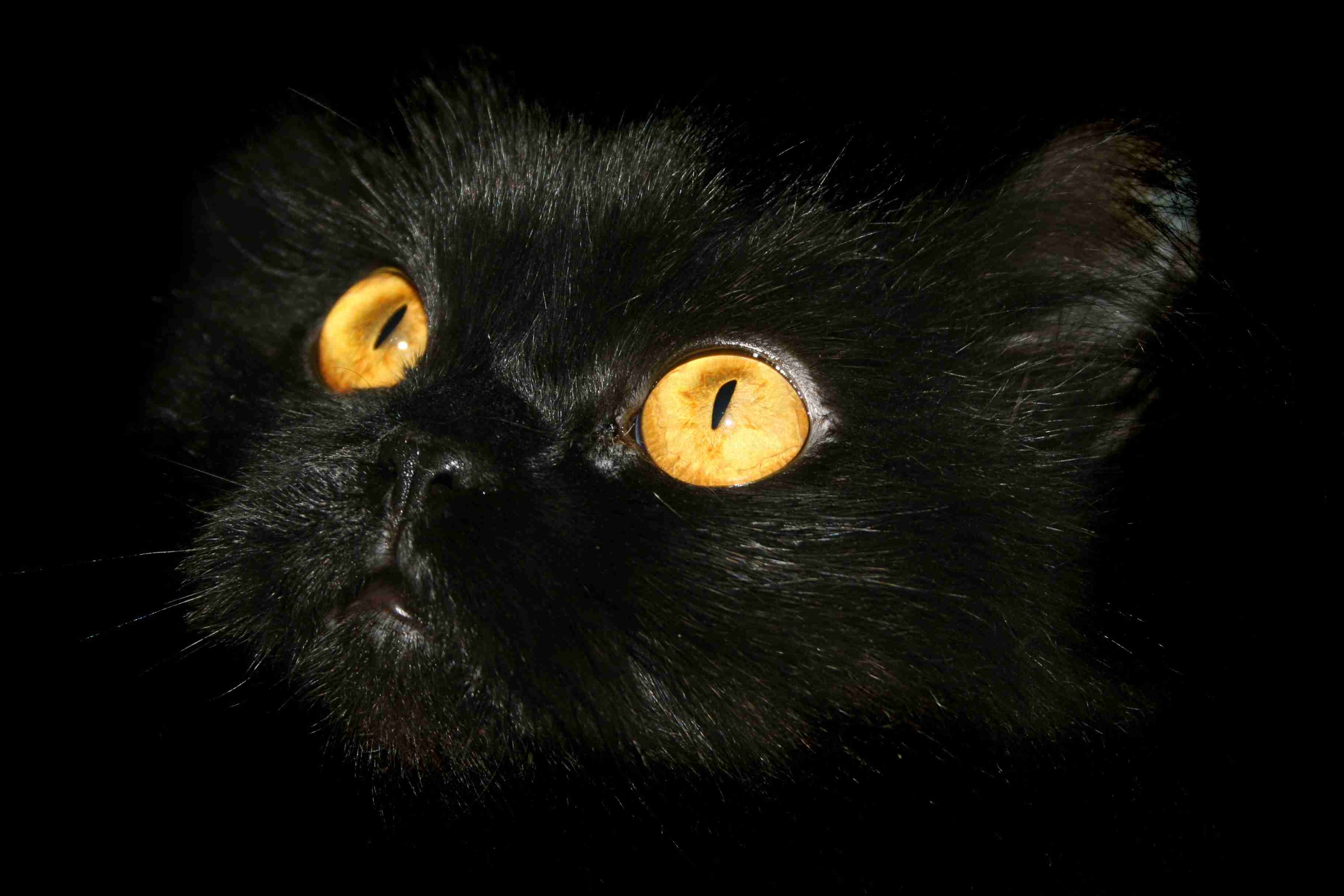 猫は●●だった!? 意外と知らない猫と人の関係史 | マイナビニュース
