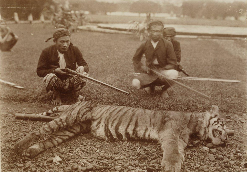 絶滅した動物の画像を貼るトピ