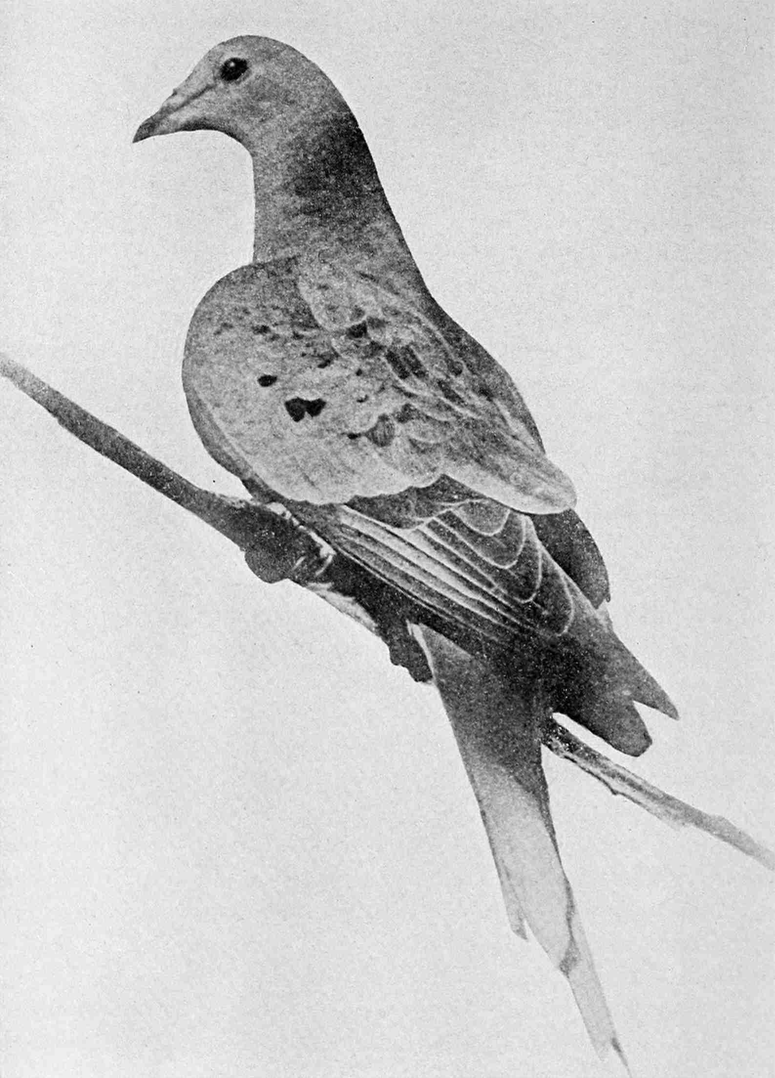 絶滅した動物の画像を貼るトピ