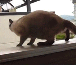 高所恐怖症がぞわっとするトピ