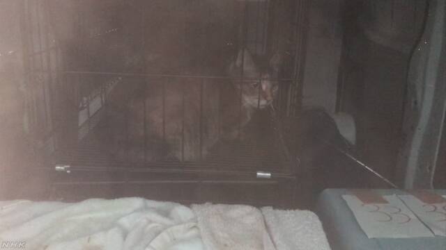 自宅で猫の死骸放置 30匹以上動物飼育の男が愛護法違反で逮捕 | NHKニュース