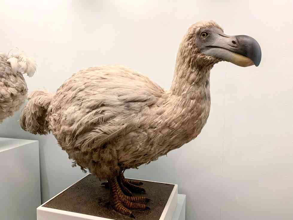 絶滅した動物の画像を貼るトピ
