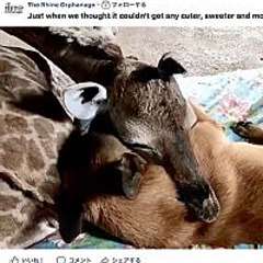 母親に捨てられたキリンの赤ちゃんが犬に甘える(南ア)