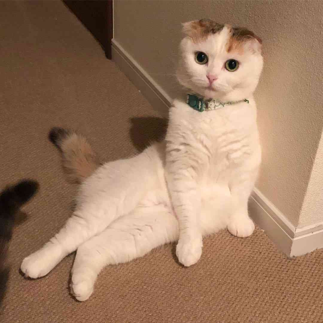 セクシーポーズな動物画像を笑いながら愛でるトピ