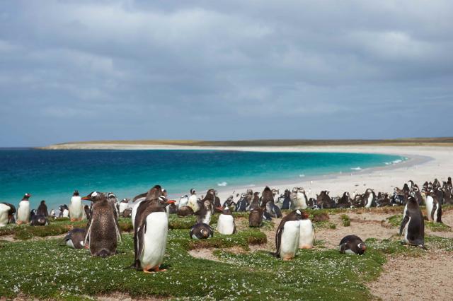 地雷原がペンギン天国に!　人間やペンギンの天敵であるトドは被害を受ける