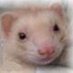 ネズミさん on Twitter: 