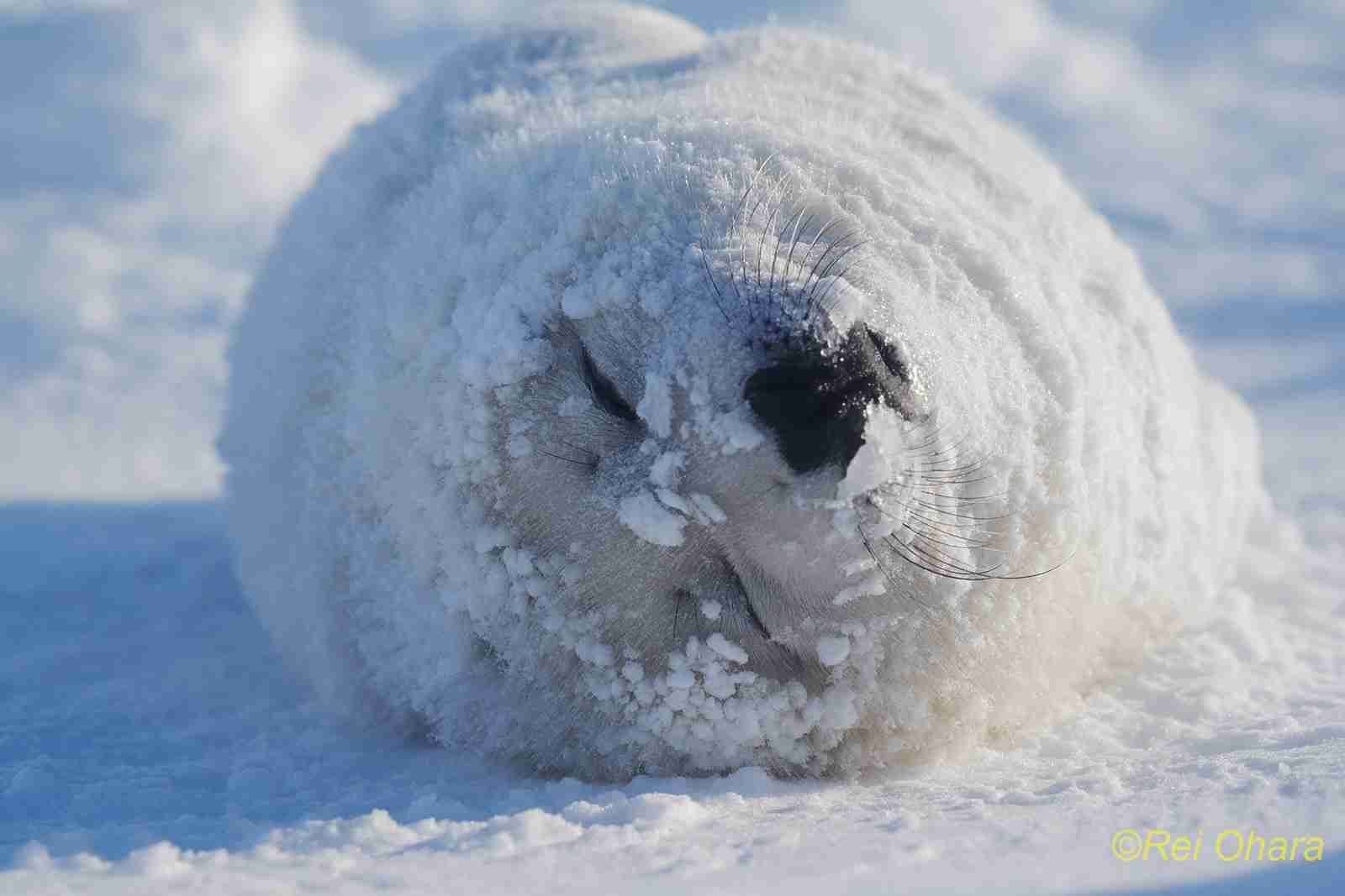 雪まみれ: 小原玲(動物写真家）のブログ